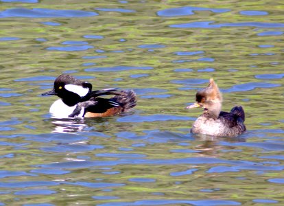 061 - HOODED MERGANSER (3-15-09) bob jones bridge, sloco, ca (3)