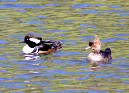 061 - HOODED MERGANSER (3-15-09) bob jones bridge, sloco, ca (3) photo