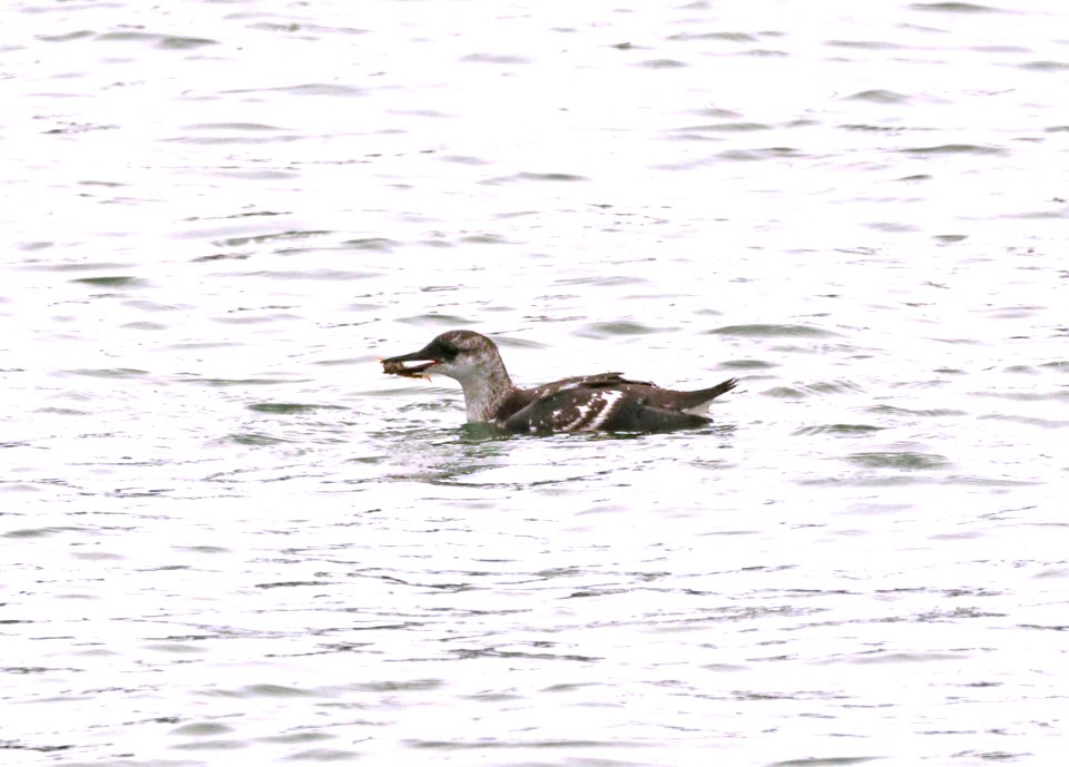 404 - BLACK GUILLEMOT (9-18-2018) stonington, hancock co, me -04