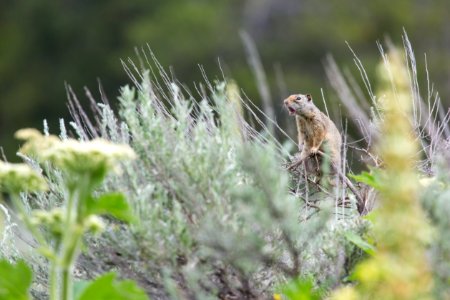 Uinta ground squirrel, Lamar Valley photo