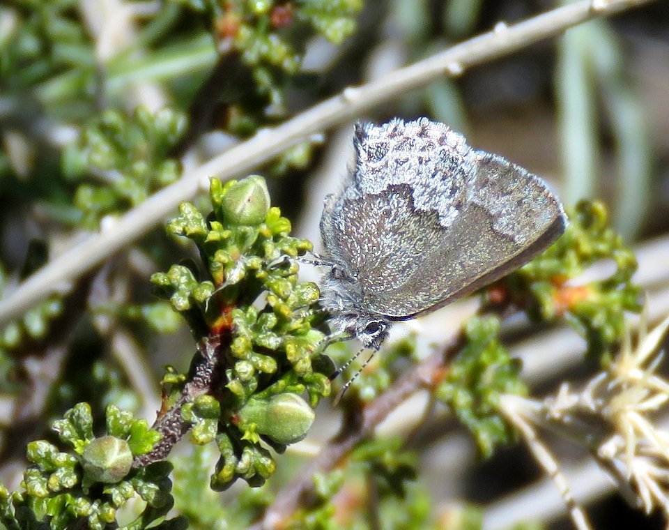 ELFIN, DESERT (Callophyrs fotis) (4-4-2020) kingston road pass, kingston range, san bernadino co, ca (1)