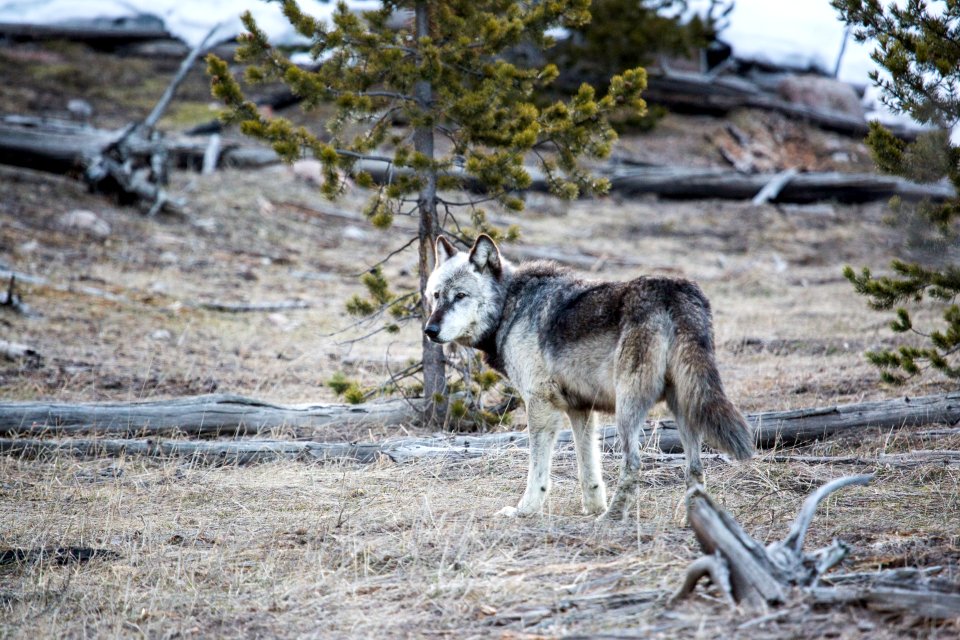 Alpha male, Canyon Pack