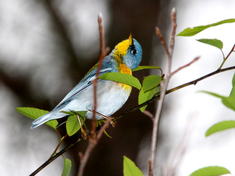 824 - NORTHERN PARULA (3-17-13) taylor co, fl  (2)