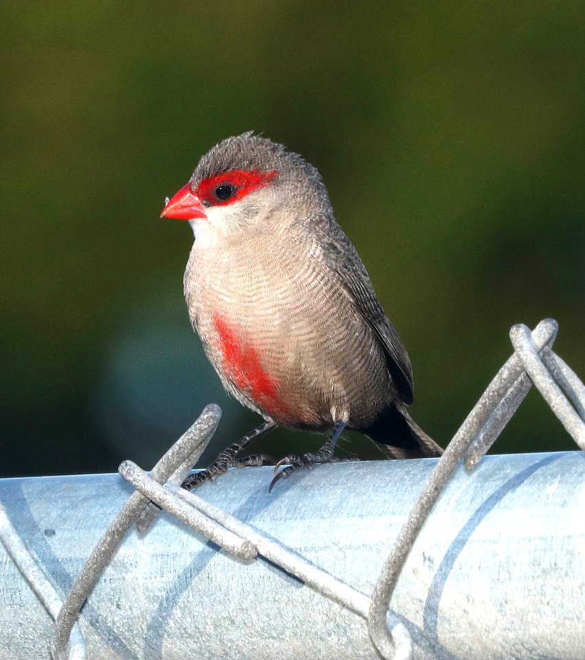 COMMON WAXBILL (8-27-2017) keehi beach park, honolulu, oahu, hawaii -08