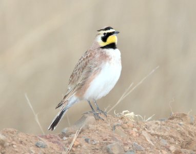 LARK, HORNED (3-8-11) san rafael grasslands, scc, az -05