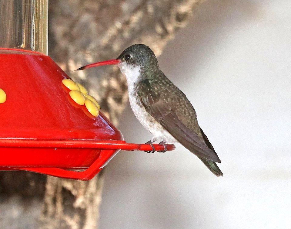 511 - VIOLET-CROWNED HUMMINGBIRD (3-2-2018) paton's, patagonia, santa cruz co, az -01