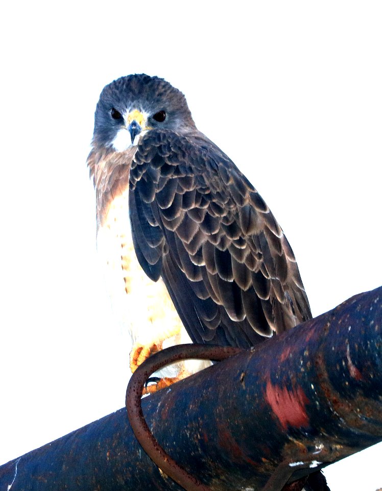 227 - SWAINSON'S HAWK (9-11-2016) n-w end san rafael grasslands, santa cruz co, az -05