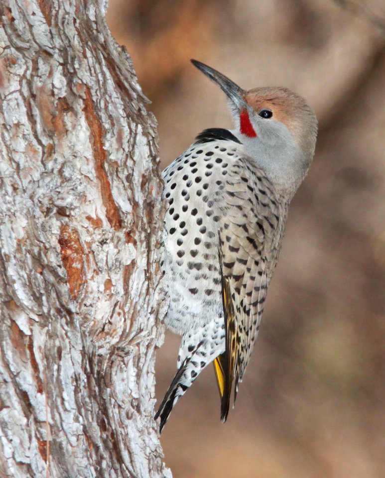 FLICKER, GILDED (12-15-10) kino springs, scc, az -02