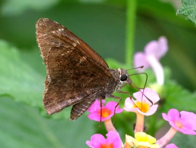 CLOUDYWING, COYOTE (Achalarus toxeus) (11-14-2016) resaca de la palma s p, cameron co, tx -01