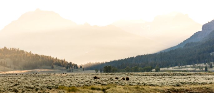 Bison group on the move in Lamar Valley near Soda Butte Creek photo
