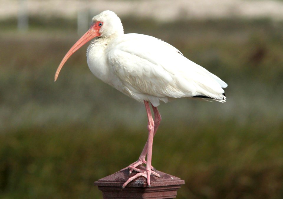 197 - WHITE IBIS (1-30-10) south padre island, tx  (3)