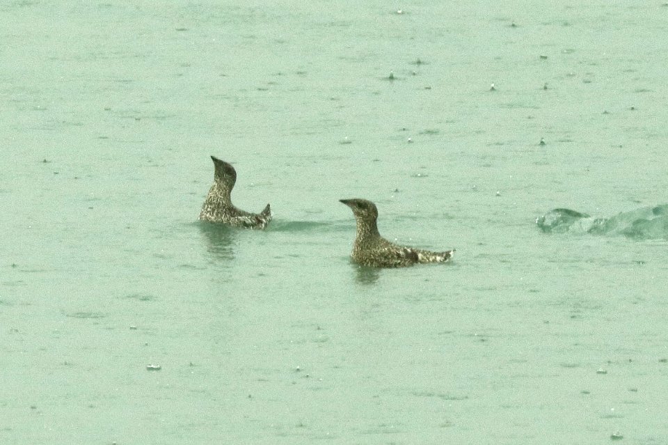408 - KITTLITZ'S MURRELET (6-16-2019) northwest glacier tour, kenai fjords nat park, out of seward, ak -16