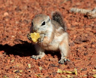 SQUIRREL, WHITE-TAILED ANTELOPE (Ammospermophilus leucurus) (10-13-11) burr point, garfield co, ut -07 photo