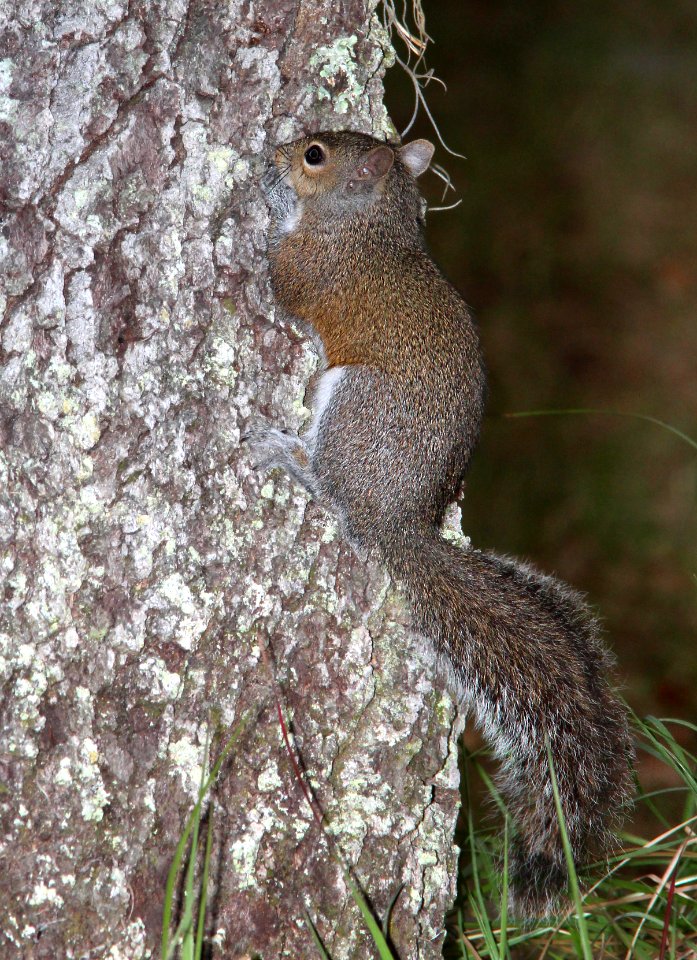 SQUIRREL, EASTERN GRAY (Sciurus carolinensis) (2-24-13) lake kissimmee state park, osceola co, fl -01