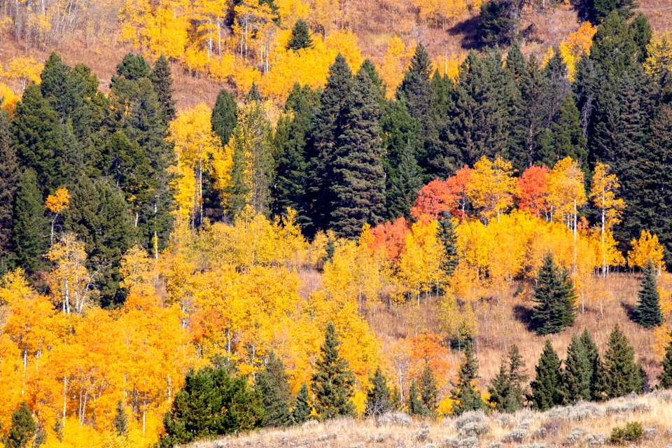 Fall foliage in Custer Gallatin National Forest near Yellowstone
