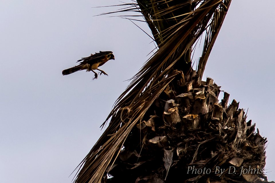 American Kestrel Landing