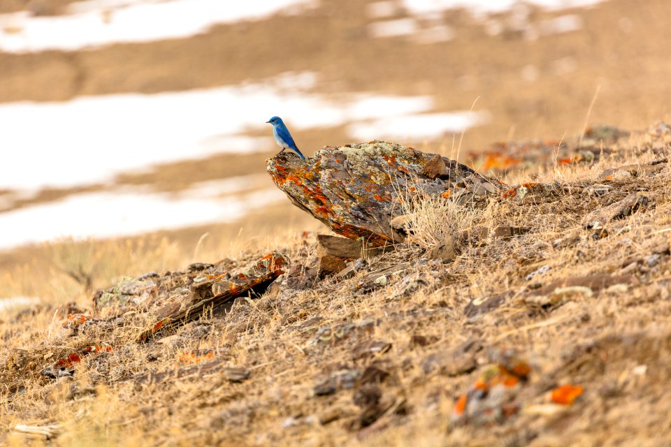 Bluebird on a lichen-covered rock