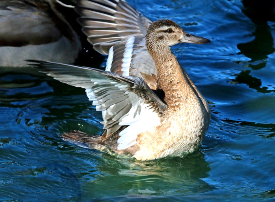 037 - GARGANEY (12-21-2017) santa maria, santa barbara co, ca (26)