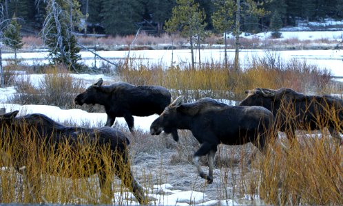 Four bull moose photo