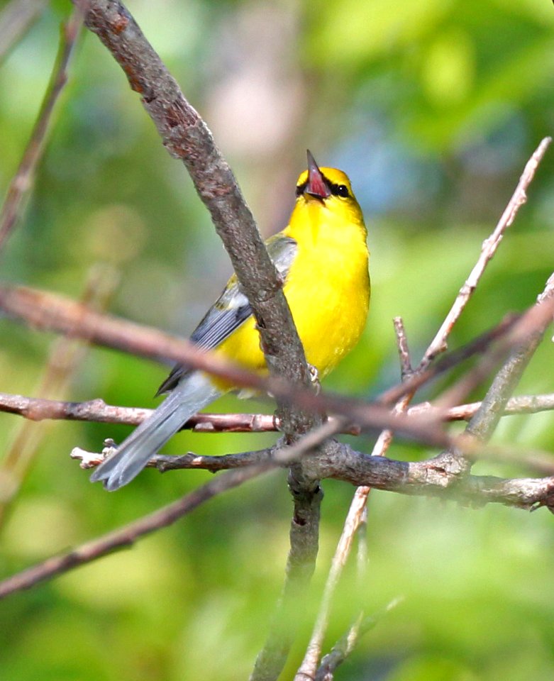 802 - BLUE-WINGED WARBLER  (5-23-2015) bolton, worcester co, ma -03