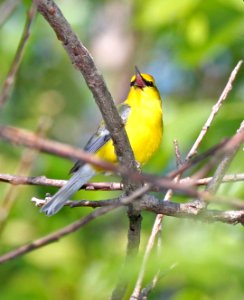 802 - BLUE-WINGED WARBLER  (5-23-2015) bolton, worcester co, ma -03
