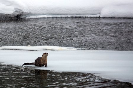 River Otter on Obsidian Creek