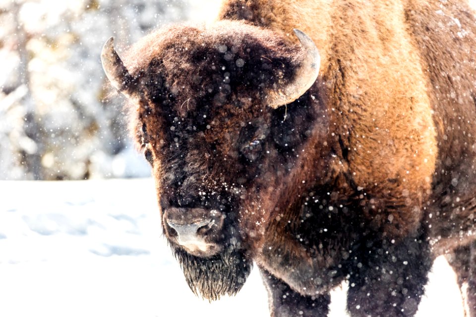 Bison warming up in the sun