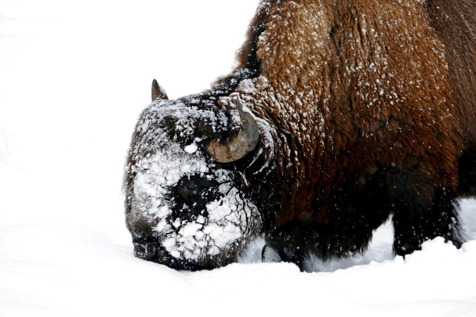 Bison using his head to plow snow