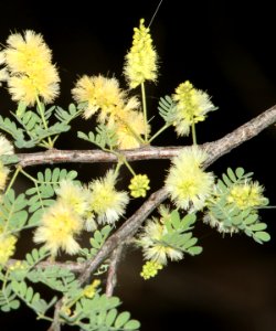 ACACIA, CATCLAW (Acacia greggii) (5-13-11) patagonia lake, scc, az -02