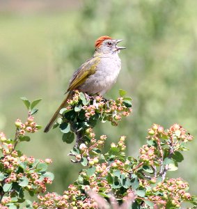 859 - GREEN-TAILED TOWHEE (7-22-20150 North of Crested , Butte, Gunnison Co, CO -03