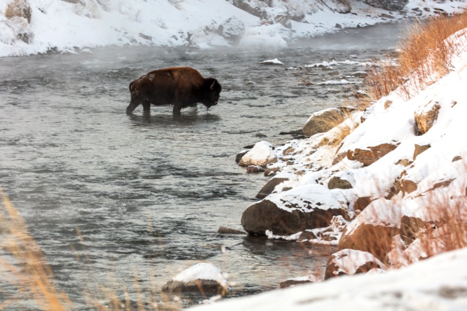 Bison crossing the Gardner River