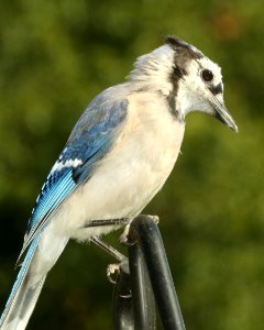 639 - BLUE JAY (9-27-2018) pepperell, middlesex co, ma -13