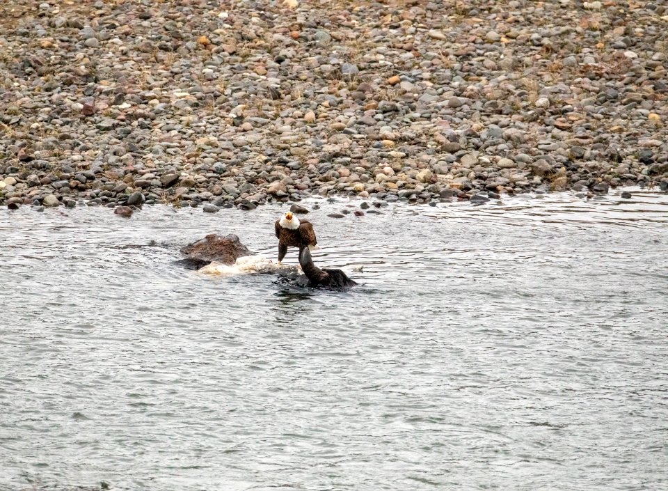 Bald Eagle on bison carcass