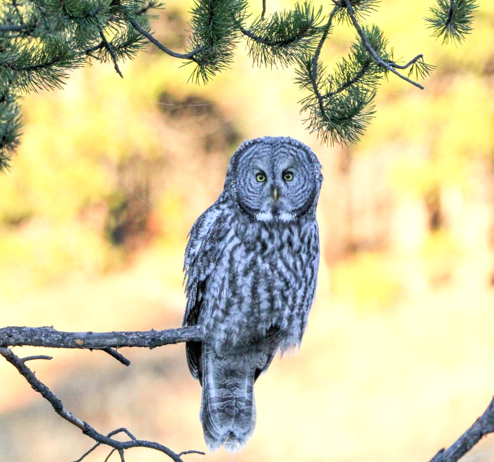 Great gray owl in Canyon area