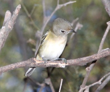 VIREO, PLUMBEOUS (9-18-10) blue haven rd, patagonia, scc, az -01