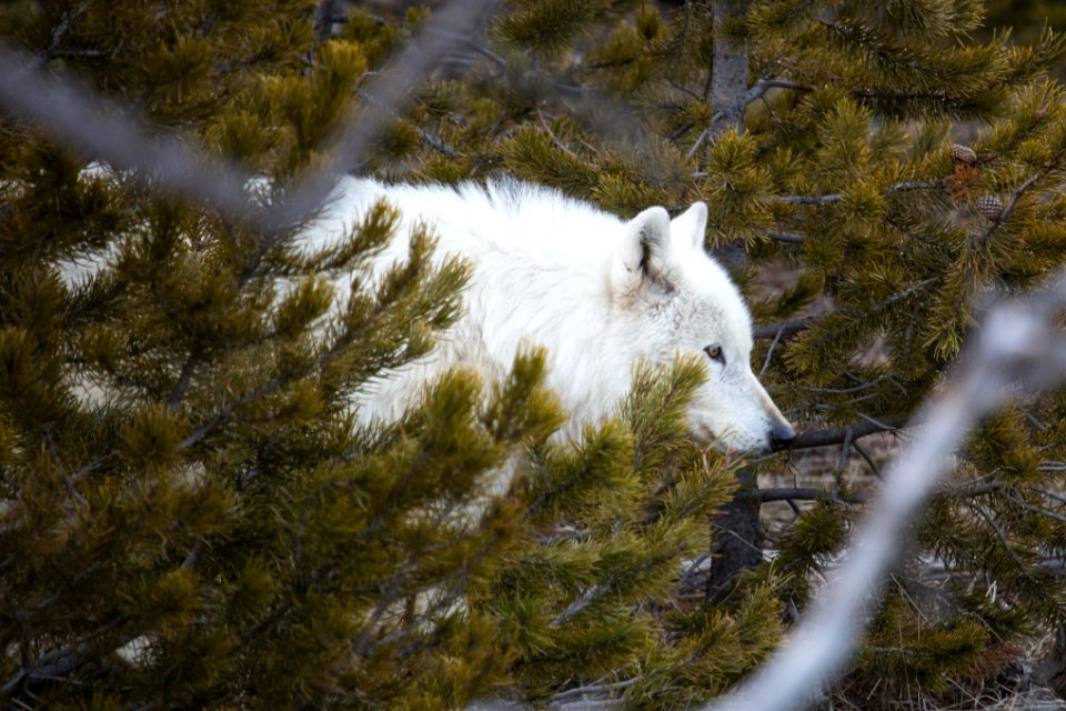 Alpha female, Canyon Pack