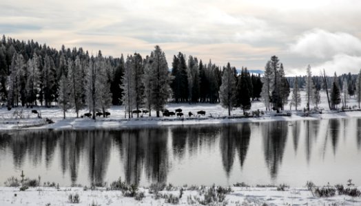 Bison along the Yellowstone River