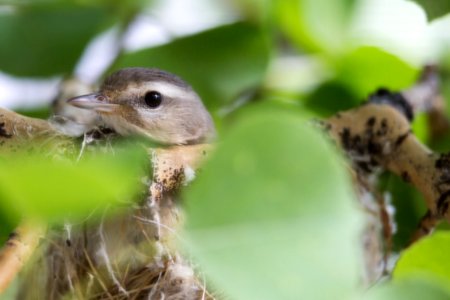 Warbling vireo, Mammoth Hot Springs