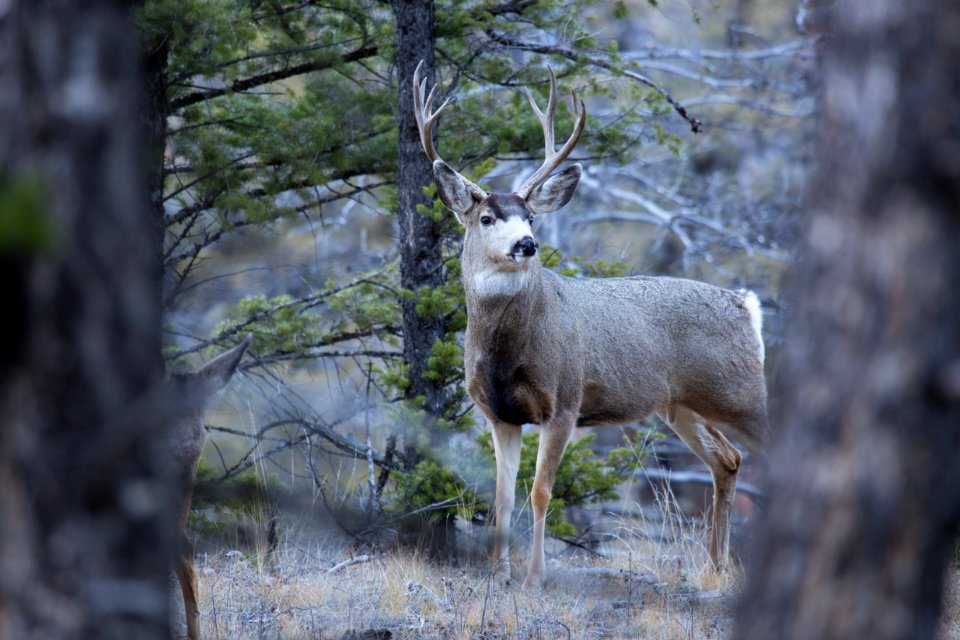 Mule deer buck, Garnet Hill Loop