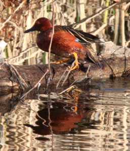 TEAL, CINNAMON (2-4-12) patagonia lake , scc, az -04