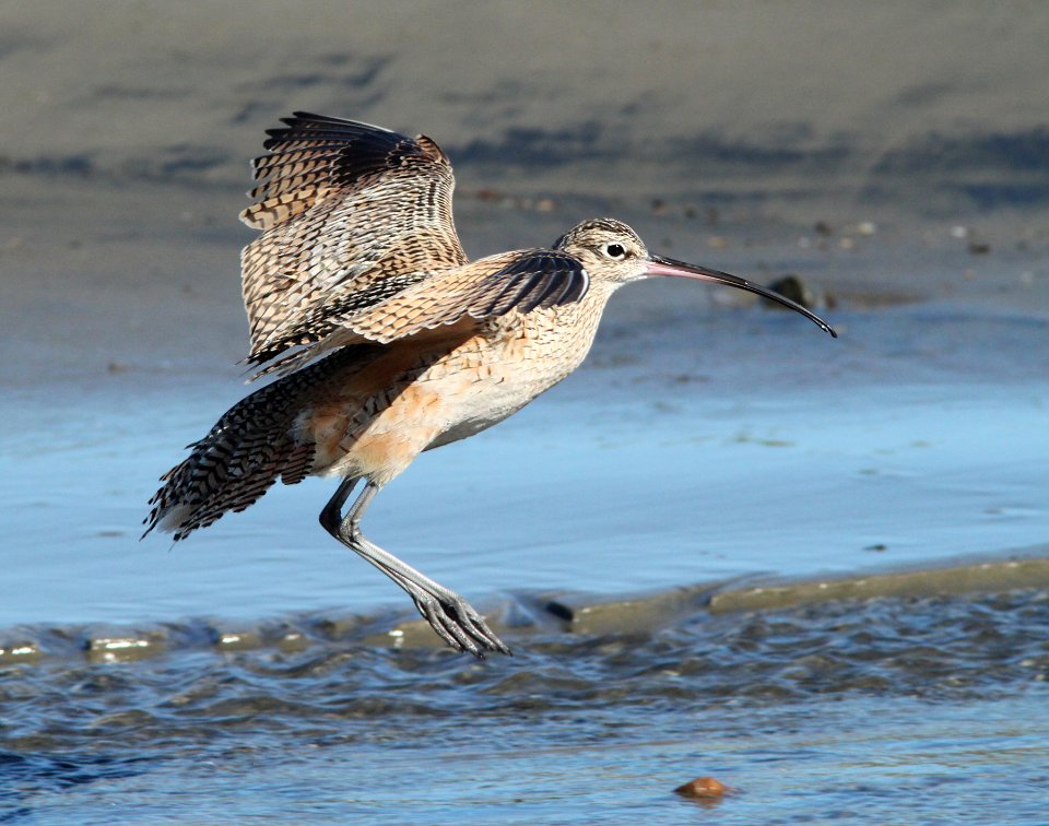 CURLEW, LONG-BILLED (3-22-10) morro bay, ca -11