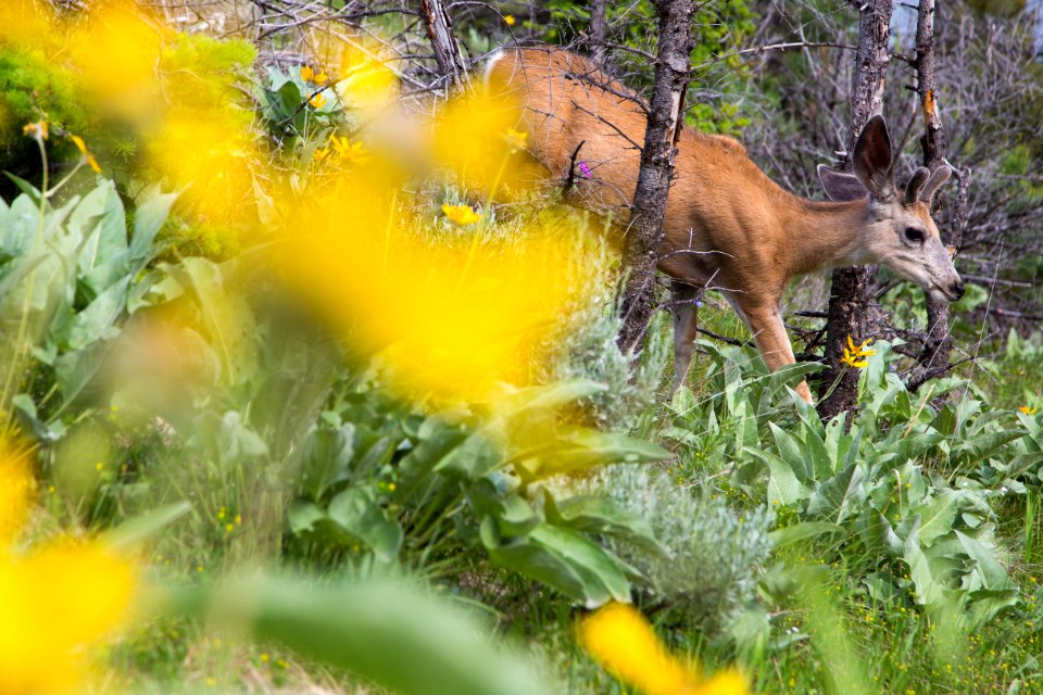 Mule deer, Mammoth Hot Springs