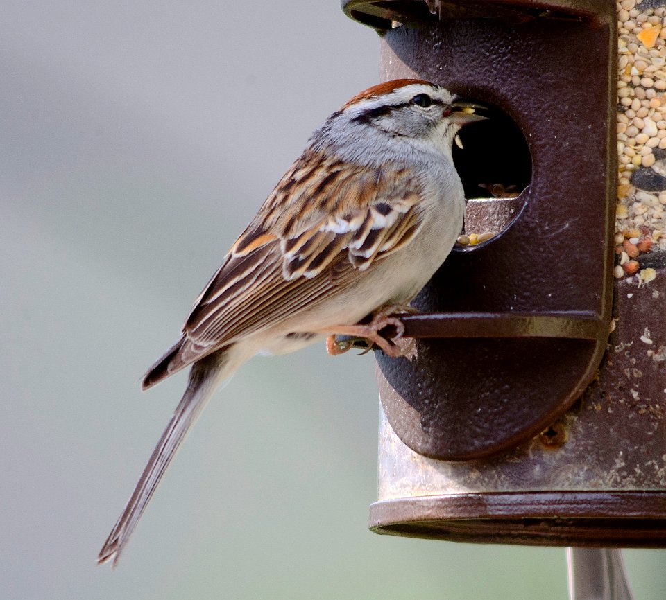 Chipping Sparrow