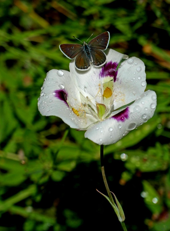 Butterfly on mariposa lily