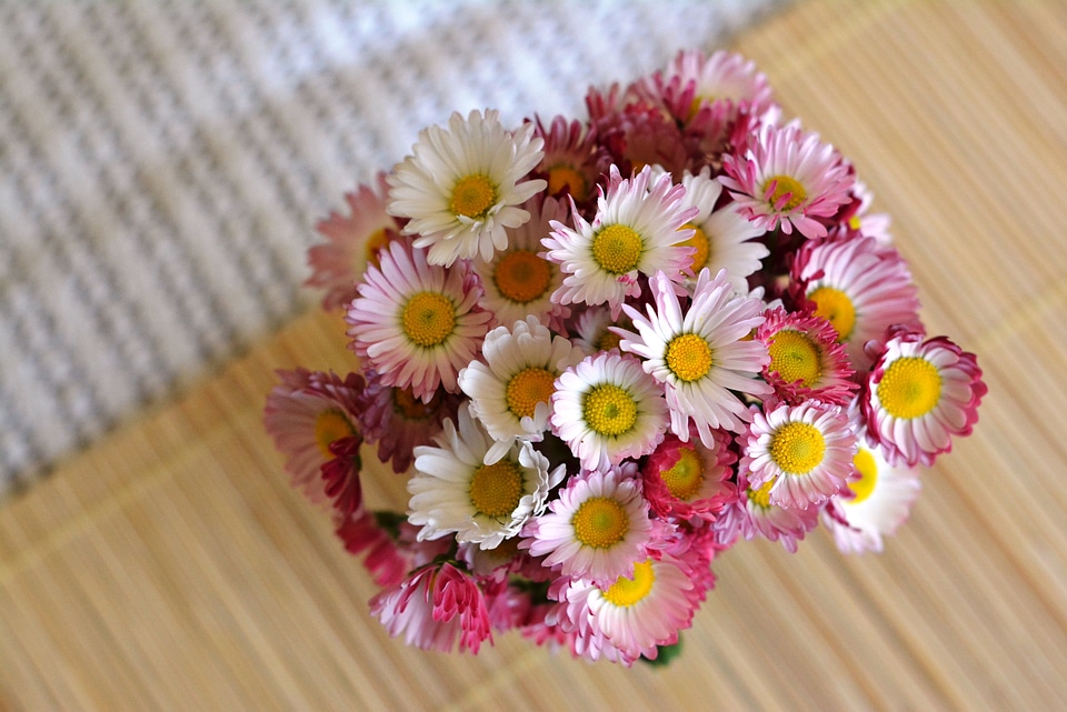 Decoration the delicacy daisy