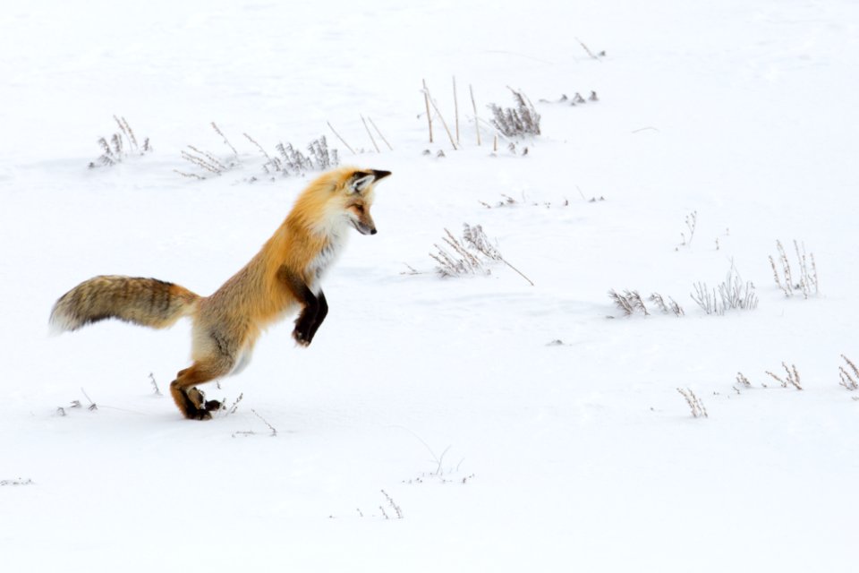 Hunting fox, Hayden Valley photo