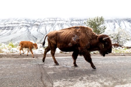 Bison cow and calf in the road at Mammoth Hot Springs