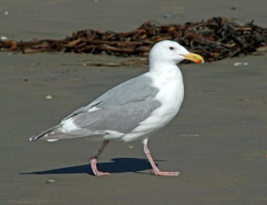 GULL, GLAUCOUS-WINGED (3-22-10) adult, morro bay, ca -01