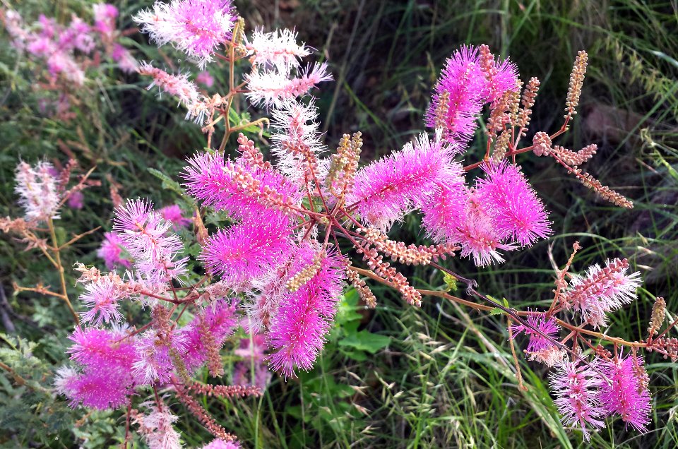 MIMOSA, VELVET-POD (Mimosa dysocarpa) (8-17-2016) (78 circulo montana, patagonia lake ranch estates, scc, az -01