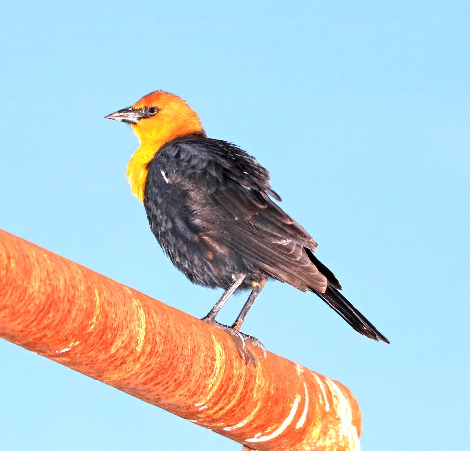 934 - YELLOW-HEADED BLACKBIRD (9-17-2016) san rafael grasslands, santa cruz co, az -01